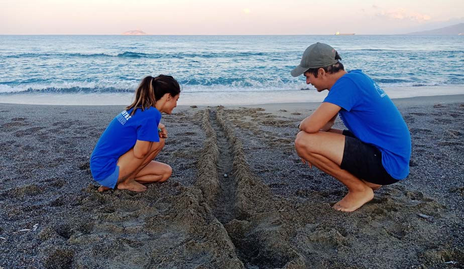 Chania Beach Turtle Walk
