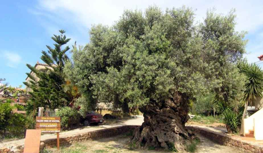 Crete Wine & Food Tasting Tour